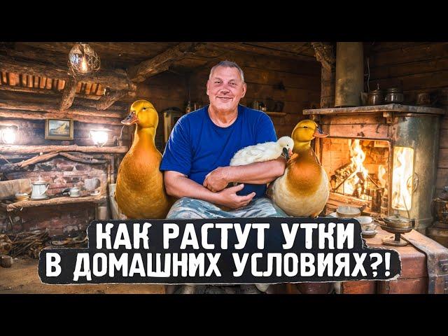 Как растут утки в домашних условиях?! ️"" "Мое Подворье"