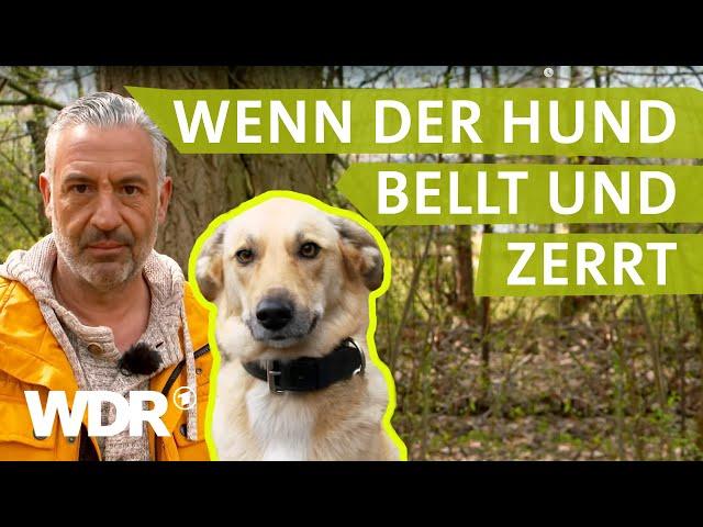 Unruhe an der Leine nach Hundeangriff | Hunde verstehen | S04/E03 | WDR