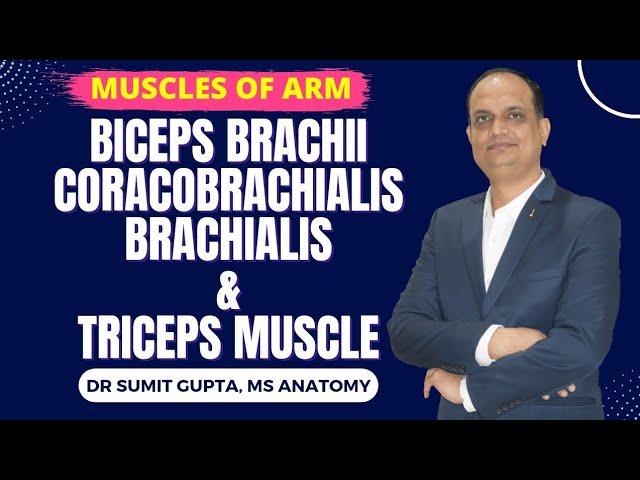 MUSCLES OF ARM : BICEPS, BRACHIALIS, CORACOBRACHIALIS, TRICEPS