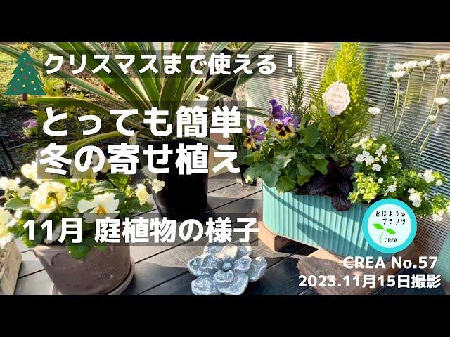 【冬の寄せ植え】簡単寄せ植えでクリスマスジュズサンゴの紅葉秋に楽しむペチュニア11月の庭植物 NO.57／2023.11月15日撮影