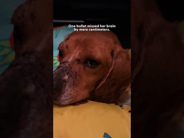 Woman Finds The Saddest Beagle On The Side Of The Road | The Dodo