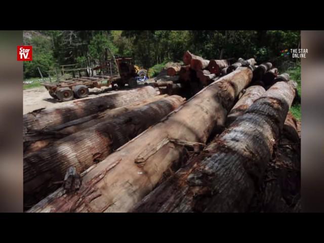 EXCLUSIVE: Ulu Muda logging activities persist, future of lake and rivers uncertain