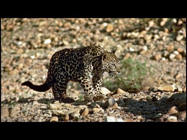 Israel Documentary 2018 // The Living World Around the Dead Sea // Wild life Documentary 2018