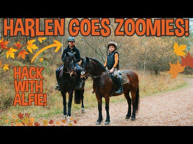 HARLEN GOES ZOOMIES ON HIS HACK WITH ROLO AND ALFIE!