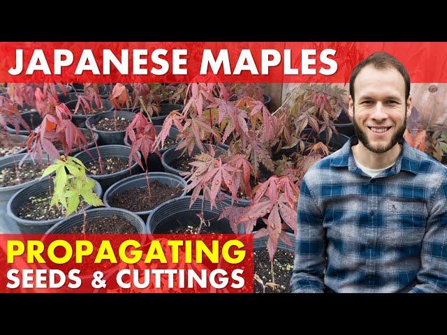 Growing Japanese Maple Trees from Seed & Rooting Cuttings (Acer Palmatum)