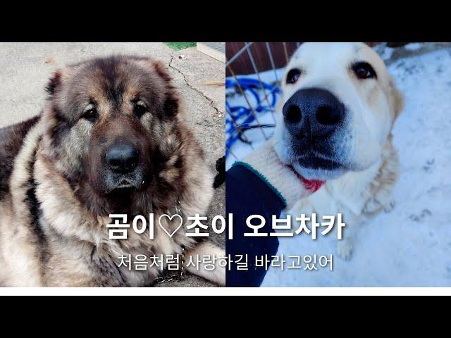 큰개 곰이와 초이  추억 영상들~^^ #시골일상 #오브차카 #추억 #큰개