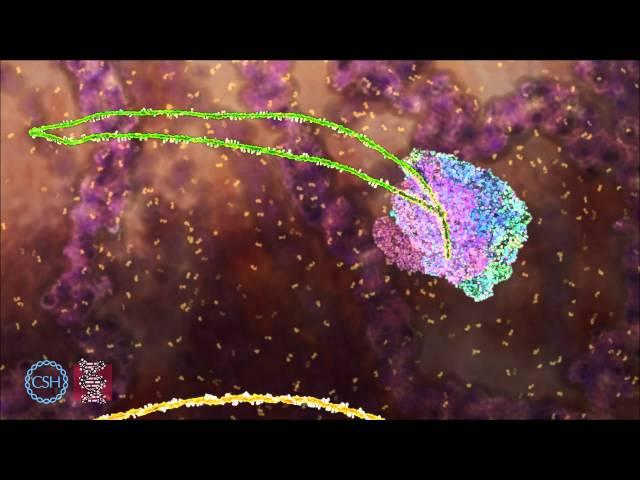 RNA Splicing