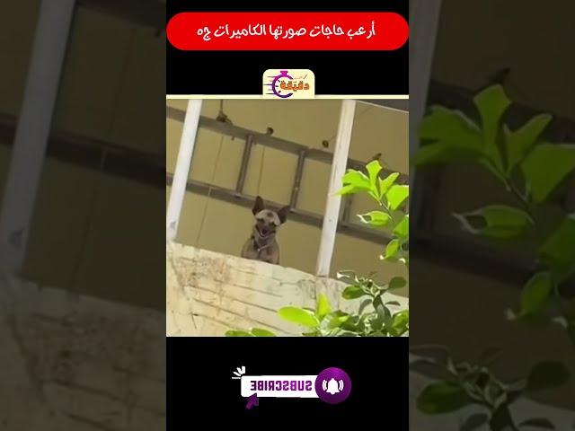 أرعب حاجات صورتها الكاميرات ج5