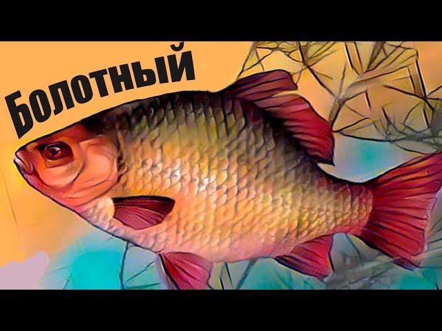 Почему именно болотный карась является самым вкусным?