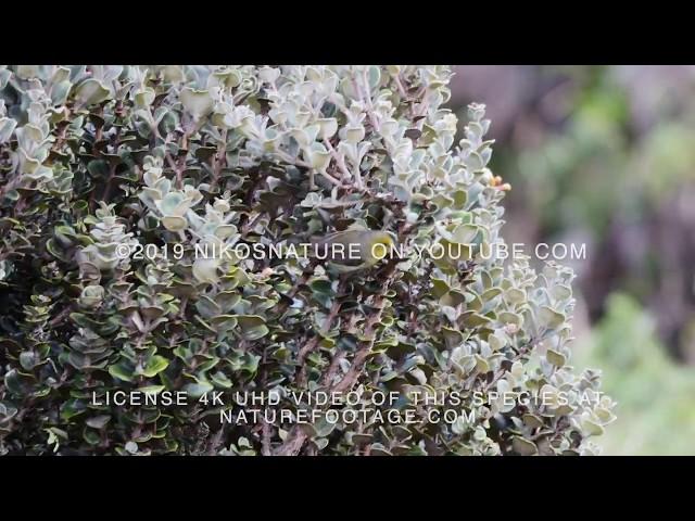 Maui Alauahio (Paroreomyza montana) Hawaiian Honeycreeper 4k video