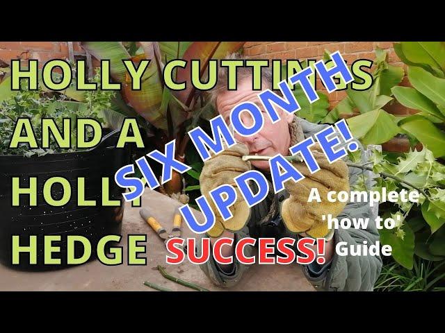 How to Take Hardwood Holly Cuttings Six Month Update. SUCCESS!