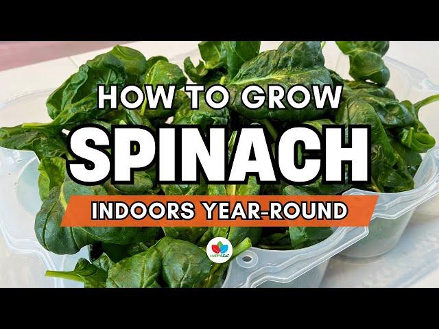 How To Grow Spinach Indoors Year-Round with Grow Lights - Complete Indoor Gardening Guide