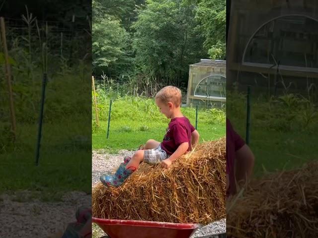 Wheelbarrow Ride  Chamberlin Family Farms #farmkids #dadslife #farming #homesteading