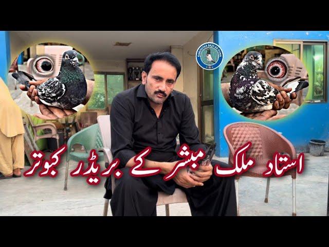 Breeder Birds of Istad Malik Mubashar Khokhar