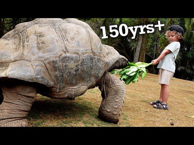 Finding Giant Tortoises in Mauritius | La Vanille Nature Park