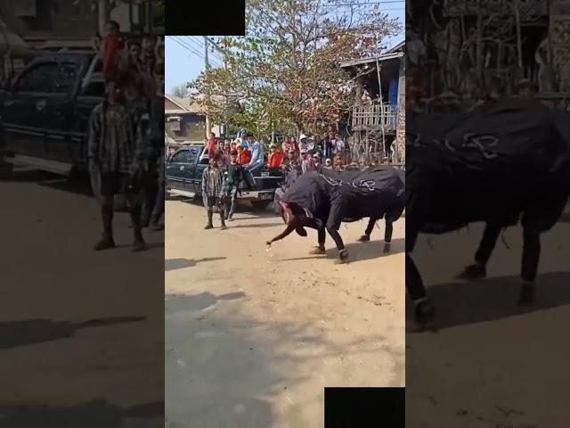 Funny Indian style lion dance elephant dance #shorts #funny #trending