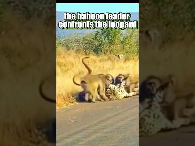 Baboon vs Leopard