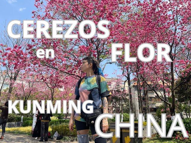 CEREZOS EN FLOR!!  EN KUNMING, CHINA 