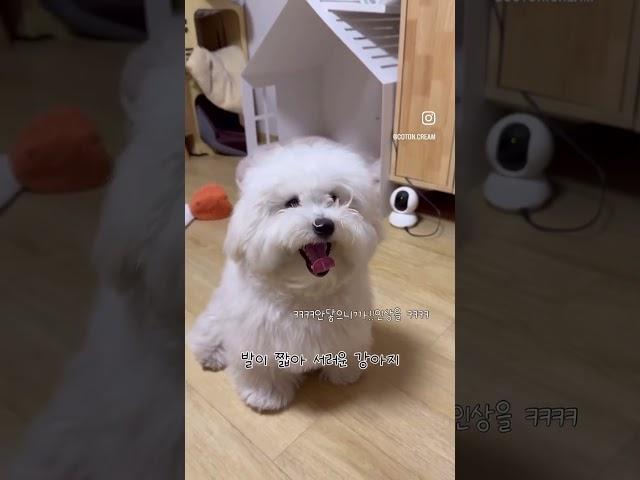 짧은다리로도 열심히 움직이는 솜뭉치 #강아지 #pets #puppy #강아지쇼츠 #cutedog #강아지일기 #cute #귀여운강아지 #반려견 #멍멍이