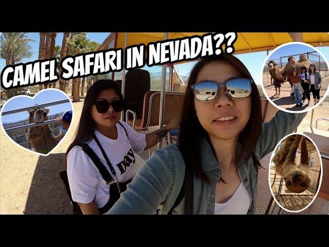 Camel Safari in Nevada?! | The BigJEss Show