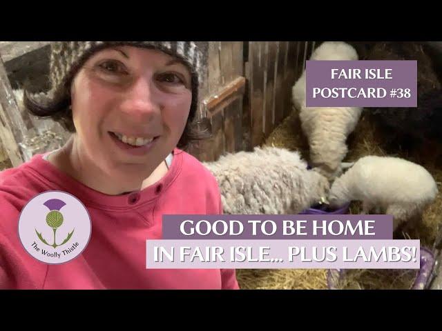 Fair Isle Postcard #38: Good to Be Home in Fair Isle... plus lambs!