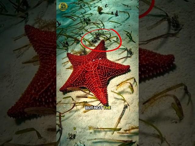 Why Starfish Can Survive Without Arms! #shorts