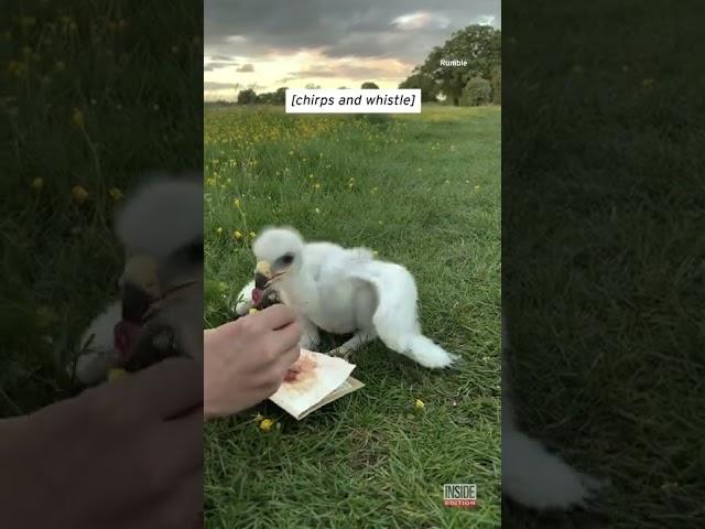 Baby Eagle Chick Takes Its First Steps #shorts