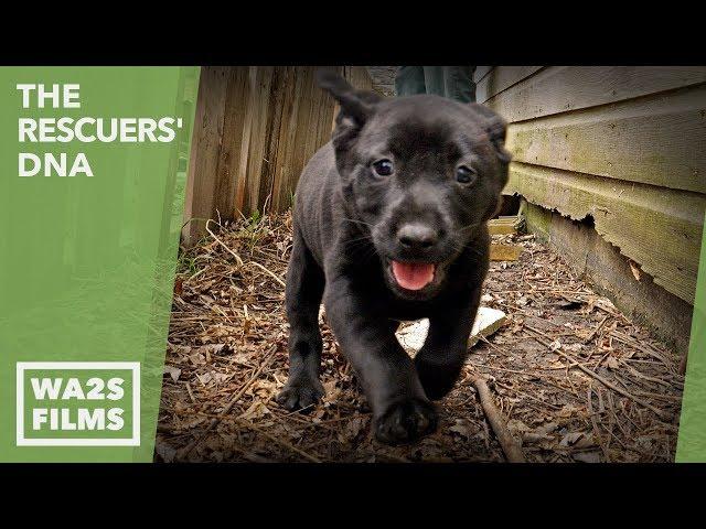 Abandoned Puppies Rescued Under Garage + Happy Update! The Rescuers' DNA - Hope For Dogs | My DoDo