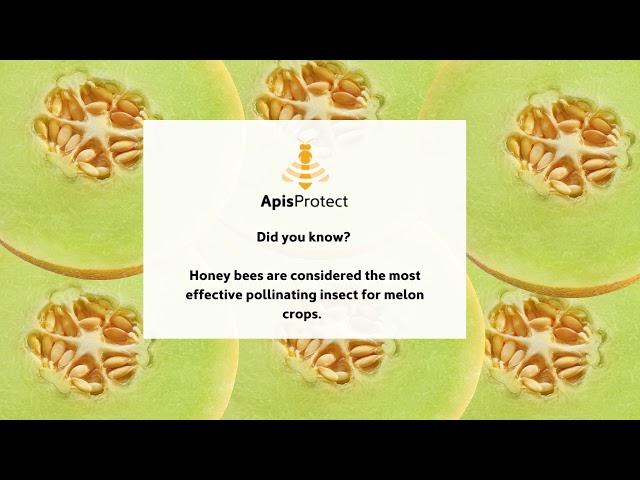 How important are bees to pollination? - ApisProtect- World pollinator Week