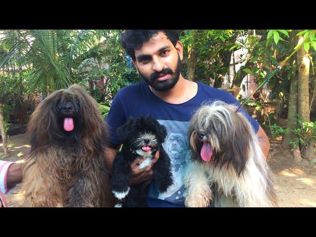 || Lhasa Apso dog || നായ വളർത്തൽ success Vlog