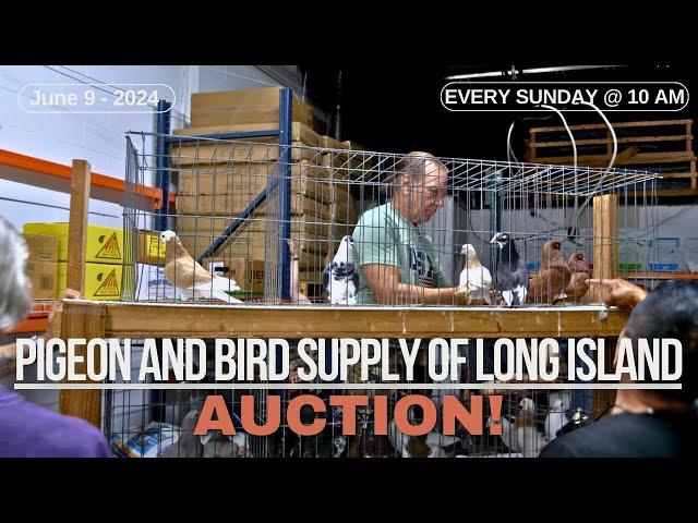 Pigeon & Bird Supply of Long Island - [PIGEON AUCTION] ️️️