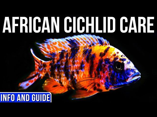 African Cichlids Info And Care | All About African Cichlids