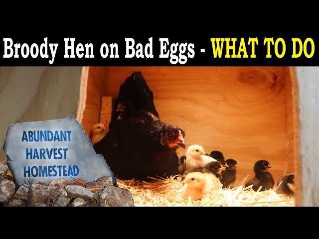 BROODY HEN on BAD EGGS? - What to do