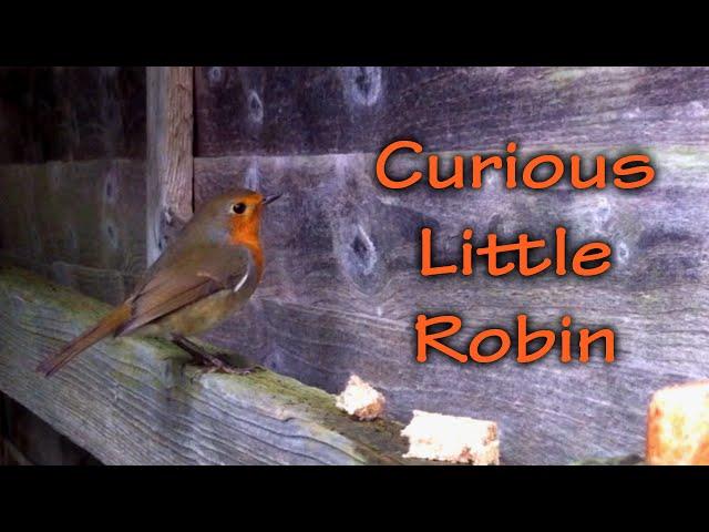 Cute Little Curious Robin