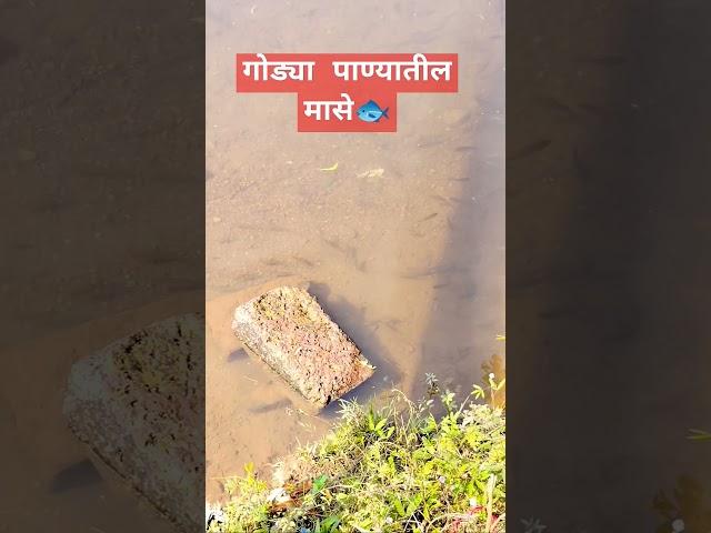 गोड्या पाण्यातील मासे #kokan #viral #viralshorts #viralreels #fish #fishing #fishvideo2023