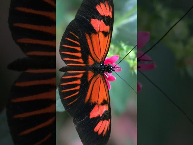 Postman Butterfly, Common Postman, Postman (Heliconius melpomene) - Observed in 'Description'