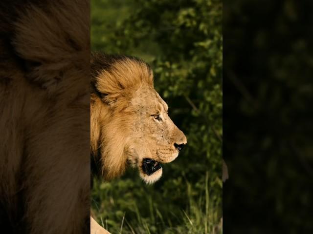 Epic cinematic male lion walking in Wild Africa #wildlife #animals