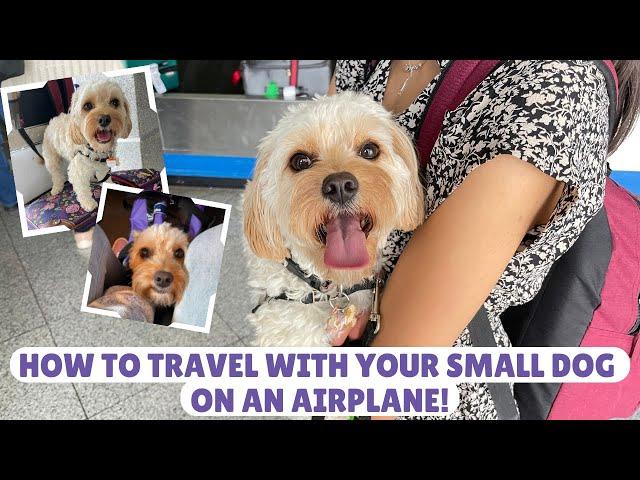 5 Easy Steps to Get You Ready to Travel on a Plane with a Small Dog!