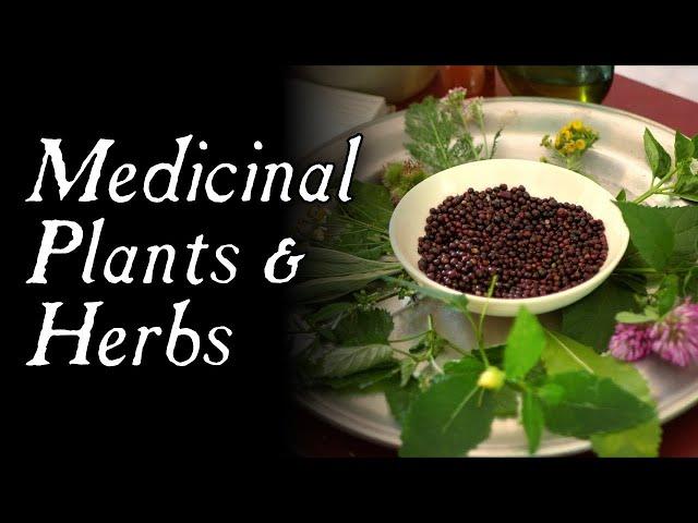 These Plants Could Have Saved You! - Historical Herbal Medicine