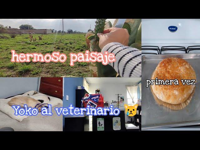 Yoco al veterinario / mi primer pan de masa madre / todo se quemó  