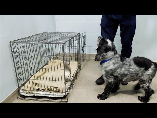 How to Crate Train Your Puppy or Dog | The Battersea Way