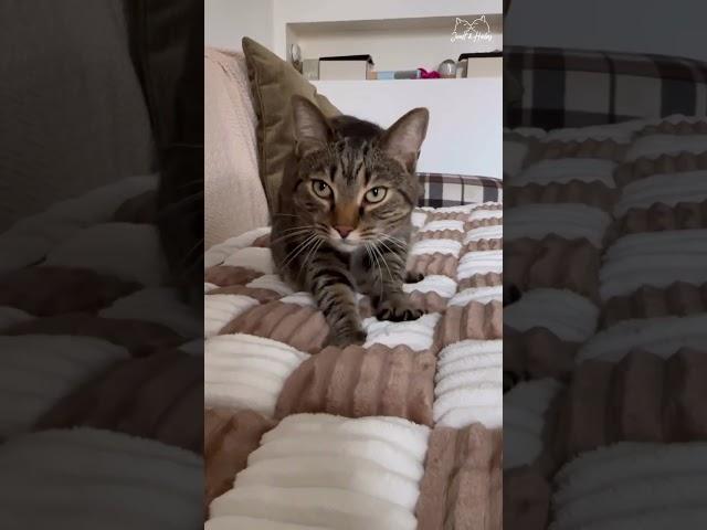  Soft enough to make more biscuits- funnyfuzzy sofa cover