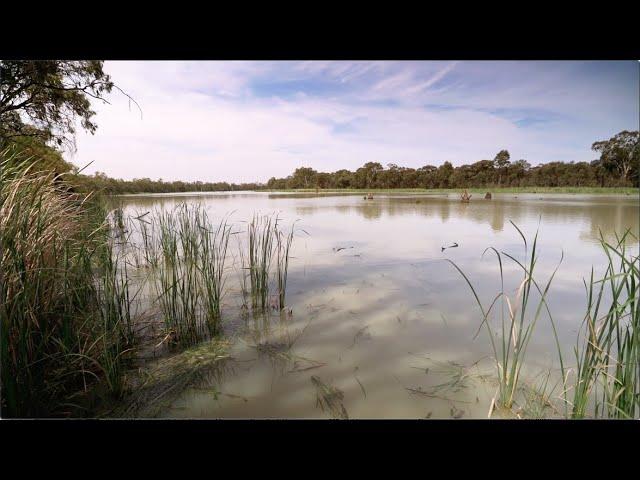 Resnagging Kings Billabong, Mildura - OzFish Sunraysia Chapter