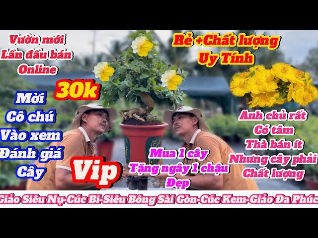 10-11️0907433739 gặp NamMai vàng chơi Tết Vườn tuyển chọn những mặt hàng mai vàng lên giao lưu