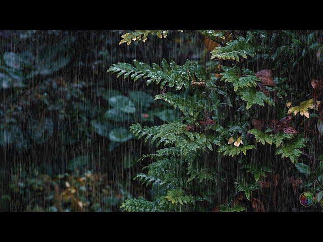 The world recognized the best relaxing thunderstorm sound, the rain sound of sleeping in the woods