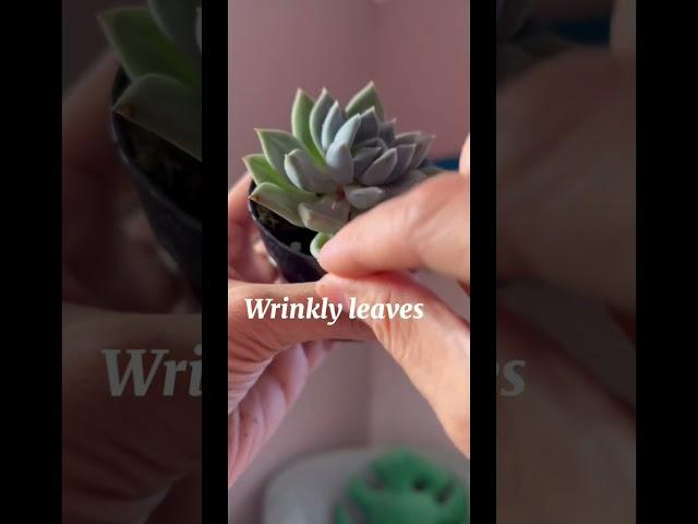 Succulents don’t have to be scary. This is how I know when to water mine #plantcare #succulentcare