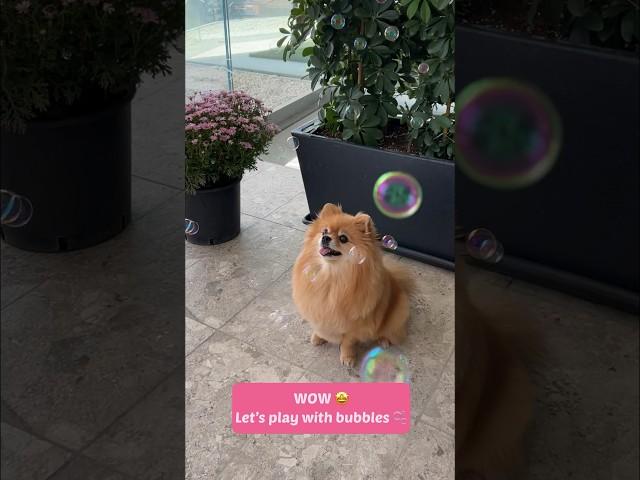  Let’s Play Bubbles with Me! #pomeranian #shorts #dog