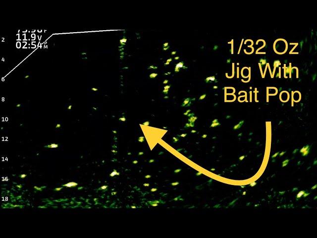 Garmin Guru: 1/32 Oz Jig With Bait-Pop Sneak Peak