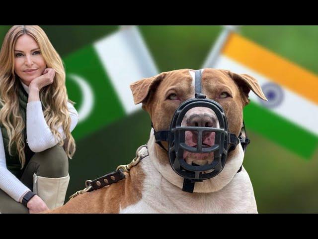 THE BULLY KUTTA - DANGEROUS BEAST FROM THE EAST?  -  غنڈہ کتہ کتا / बुली कुट्टा कुत्ता