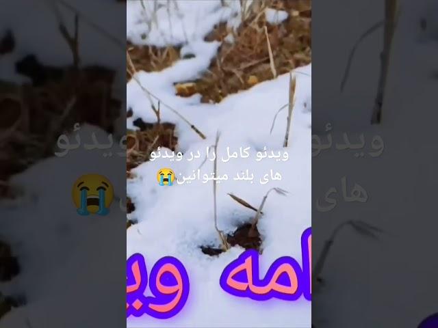 پدر جان چرا در این صفر تنها رفتی 